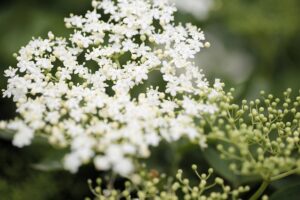 Zarte, duftende Holunderblüten